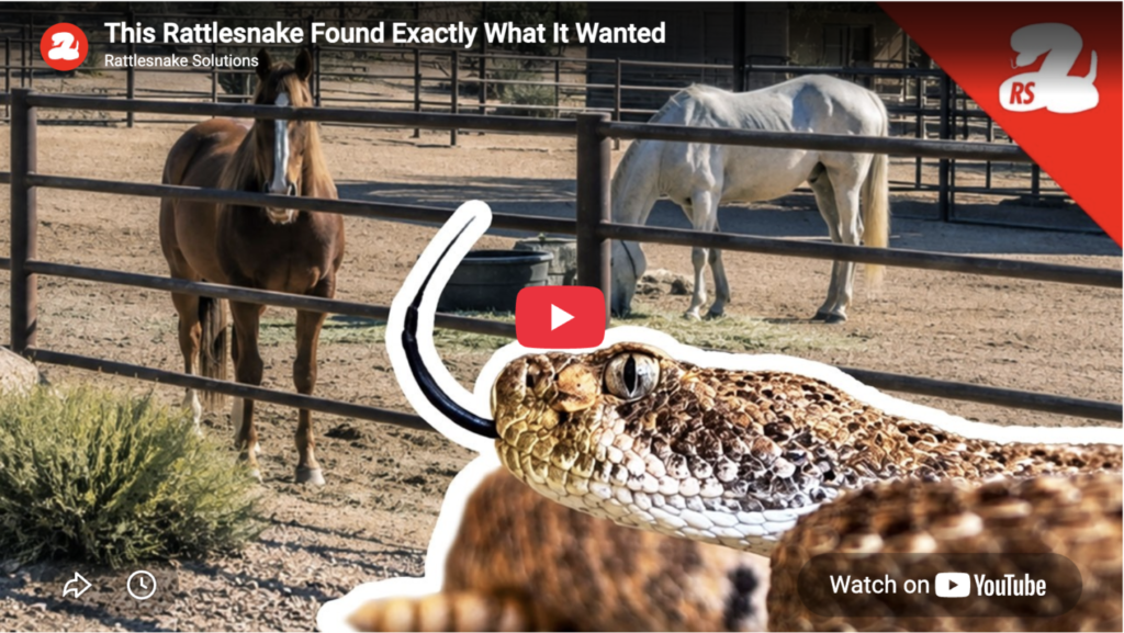 This Rattlesnake Found Exactly What It Wanted